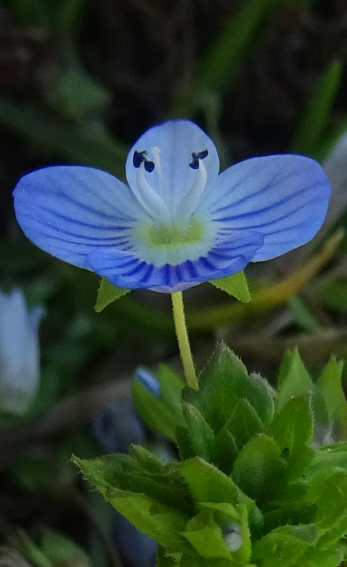 Veronica persica / Veronica di Persia